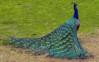 فروش تخم نطفه دار طاووس هندی سبز